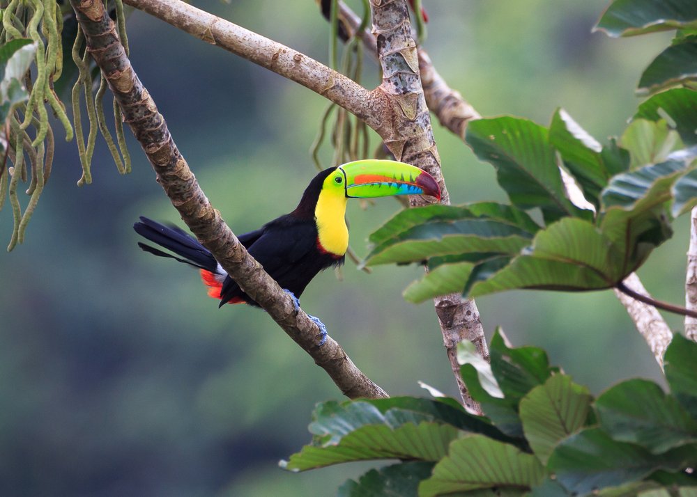 Rainbow Toucan - Birding destination in Costa Rica