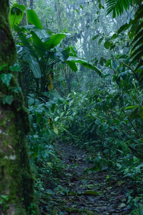 Cloud Forest - villa blanca wellness program
