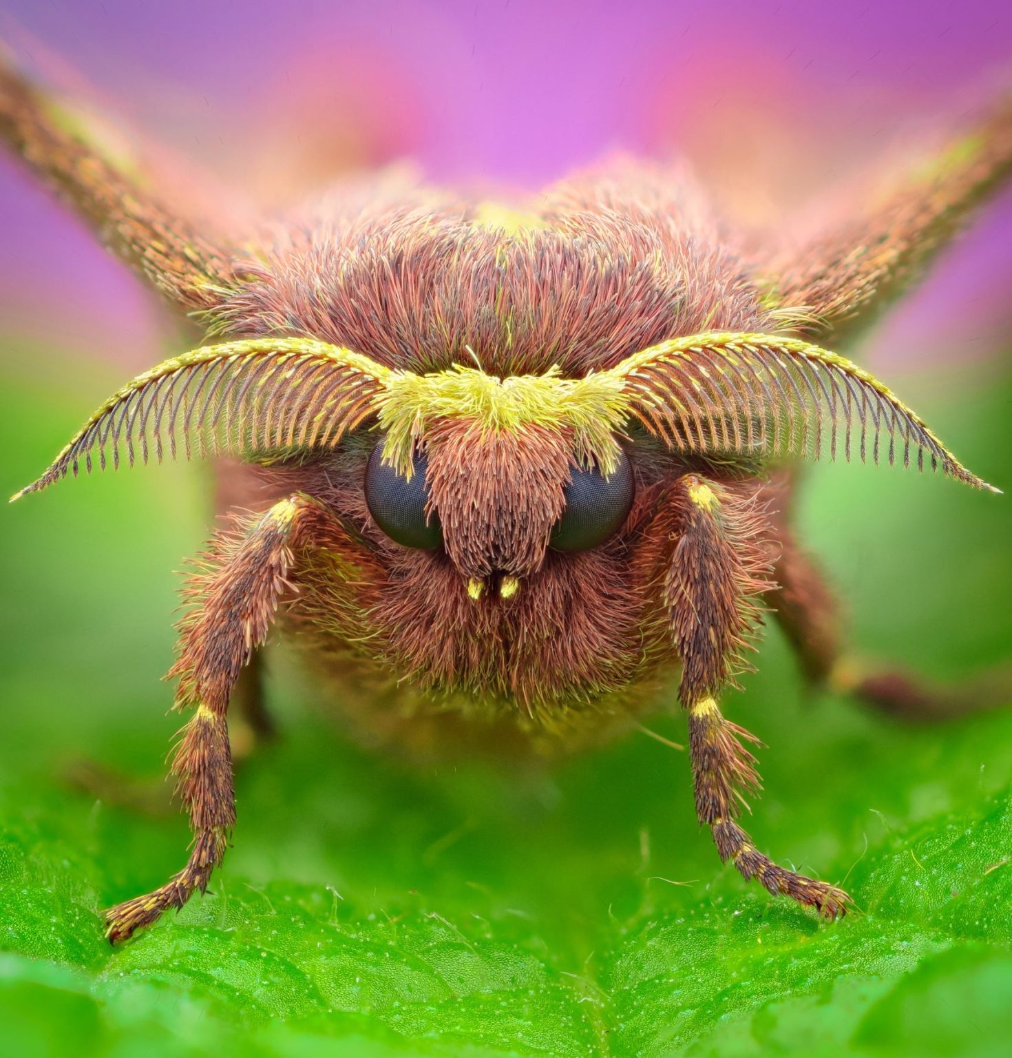 Nature lover's paradise - Polilla Closeup